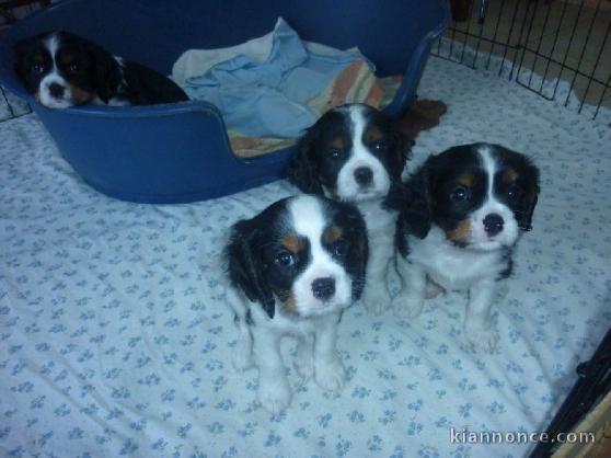 Chiots cavalier king charles spaniel