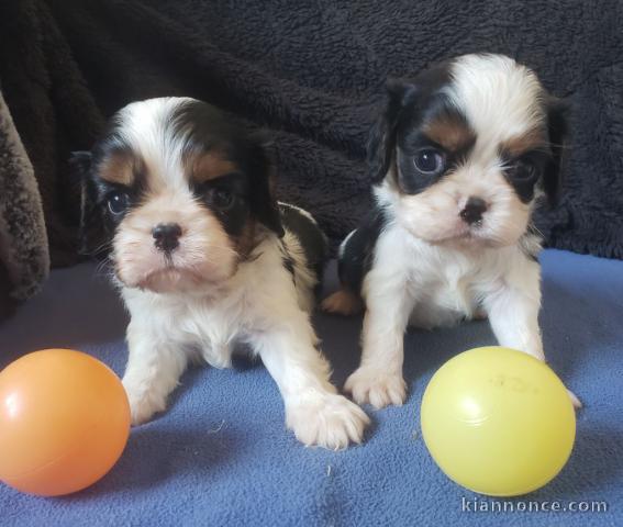 Chiots de type Cavalier King Charles lof