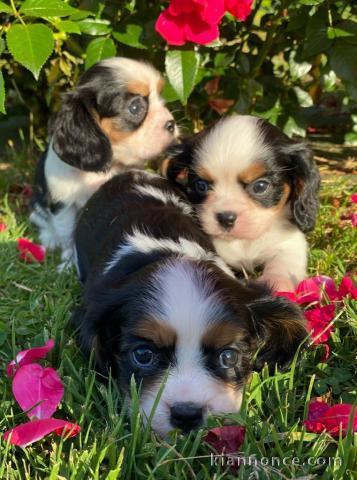 Chiots de type Cavalier King Charles lof