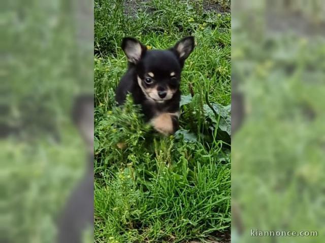 Magnifique chiot chihuahua a l\