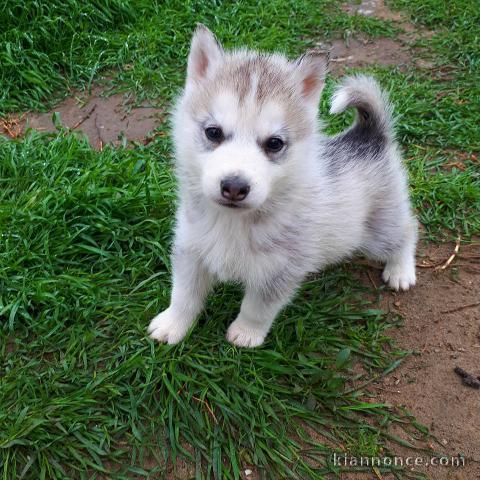 Wunderschöne Siberian Husky Welpen