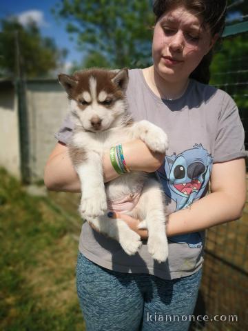 Wunderschöne Siberian Husky Welpen