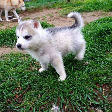 Wunderschöne Siberian Husky Welpen