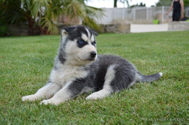 Wunderschöne Siberian Husky Welpen