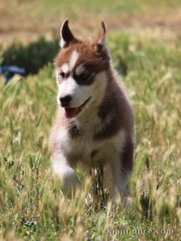 Superbes chiots Husky Sibérien.