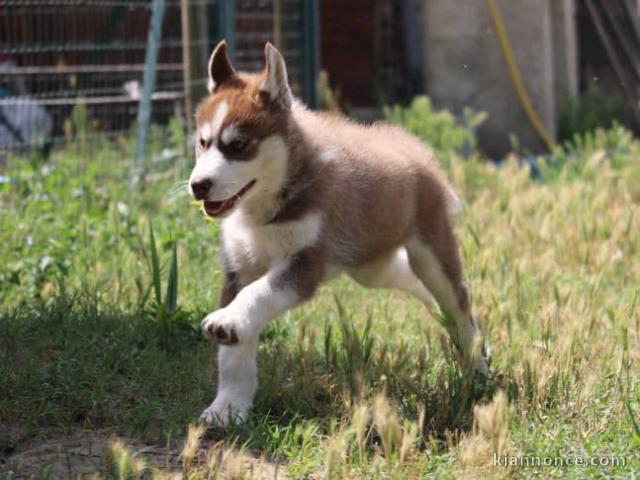 Superbes chiots Husky Sibérien.