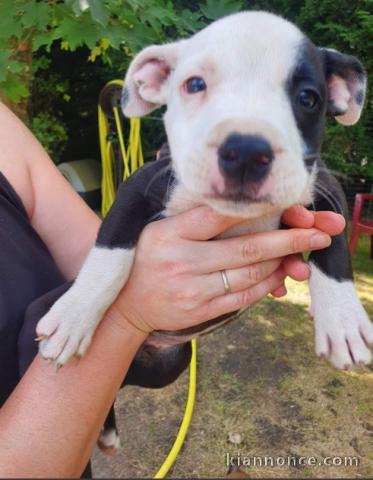 Bonjour chiots boxer croisé 3 mâles.