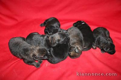 Superbes chiots Berger Allemand