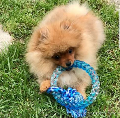 nos chiots spitz nian disponible don