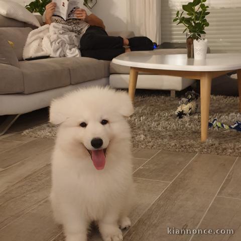 Chiots Berger Blanc Suisse