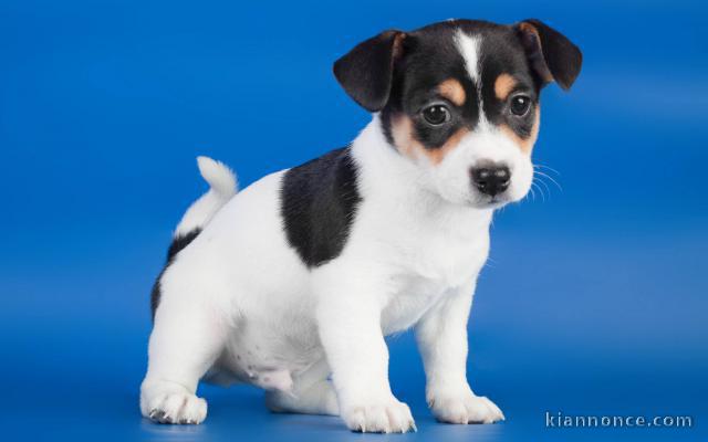 Chiots Jack Russell Terrier