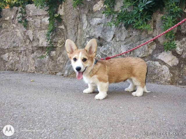 Corgi gallois de Pembroke chiots