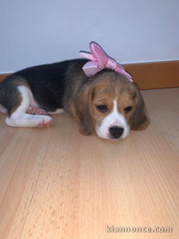 Chiot beagle à vendre