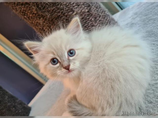 chaton ragdoll disponible de suite