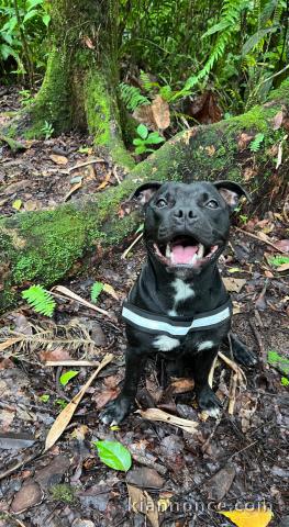 Staffordshire bull terrier male