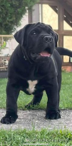 Mastiff sud-africain - Boerboel chiots