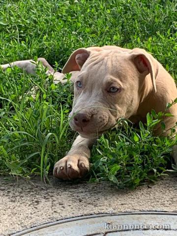 Pitbull chiots à vendre