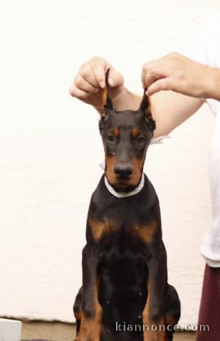 Dobermann chiots à vendre