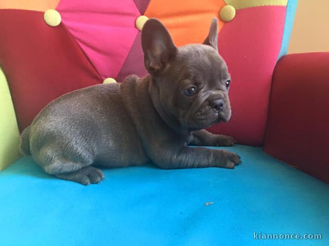 chiots bouledogue français Bleu lof