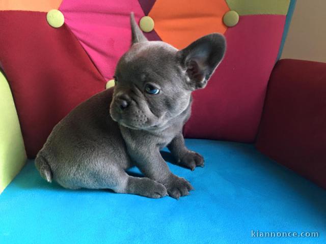 chiots bouledogue français Bleu lof