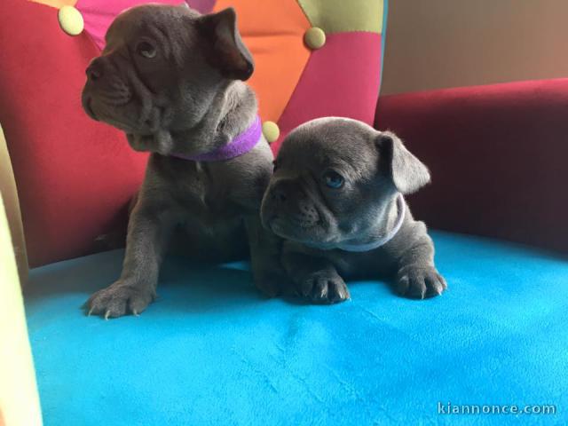 chiots bouledogue français Bleu lof