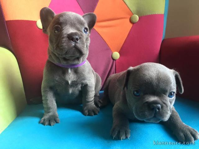 chiots bouledogue français Bleu lof