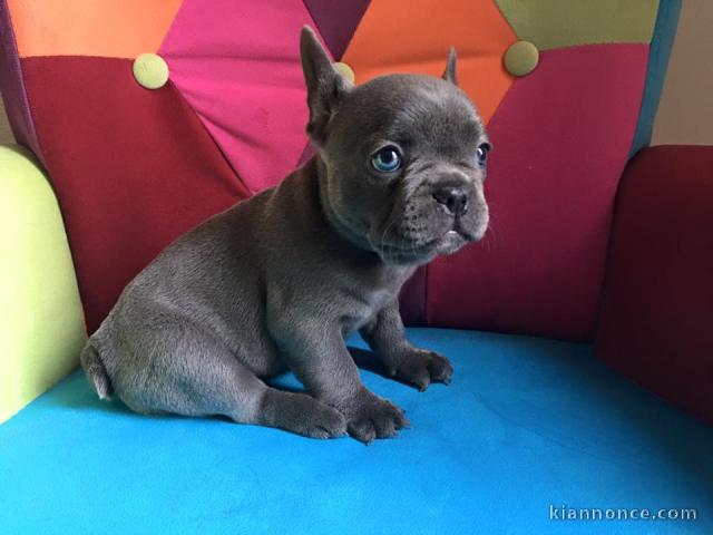 chiots bouledogue français Bleu lof