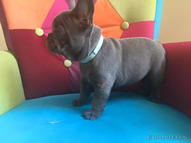 chiots bouledogue français Bleu lof