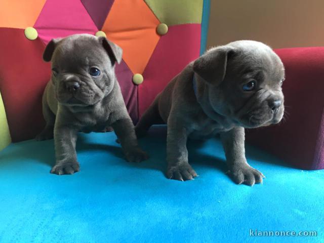 chiots bouledogue français Bleu lof