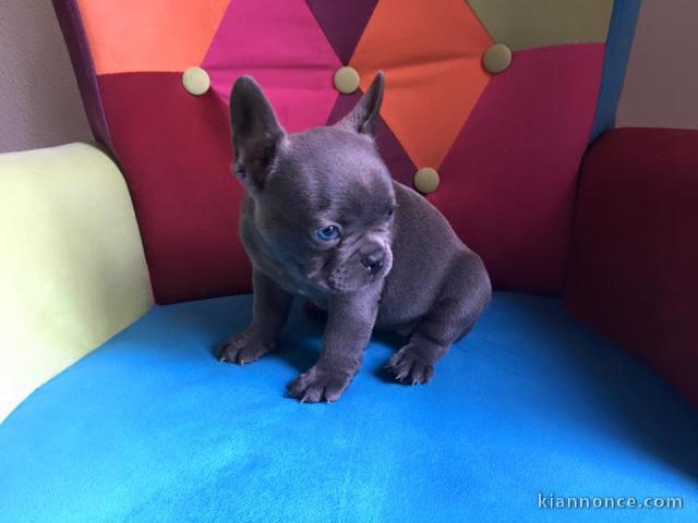 chiots bouledogue français Bleu lof