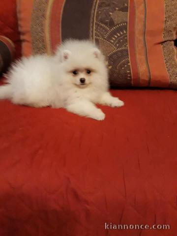 Adorables Spitz allemand lof