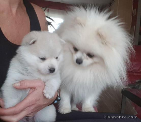 Adorables Spitz allemand lof