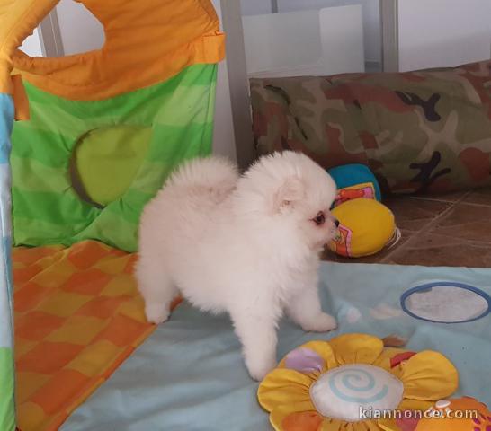 Adorables Spitz allemand lof