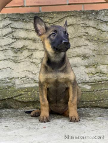 Berger Belge Malinois chiots