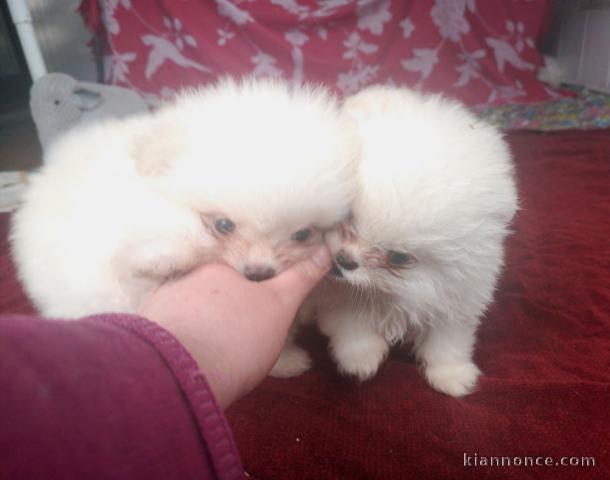 Adorables Spitz allemand lof