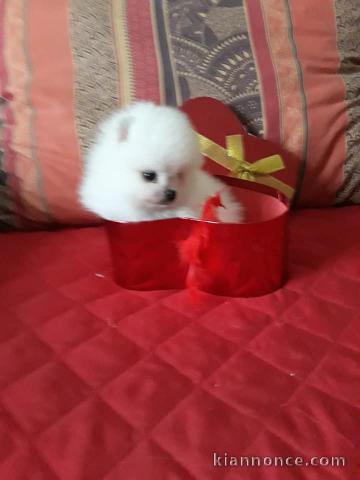 Adorables Spitz allemand lof