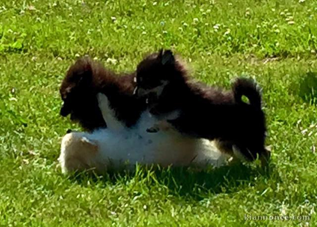 Adorables Spitz allemand lof