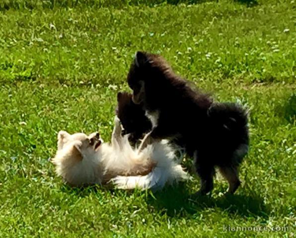 Adorables Spitz allemand lof