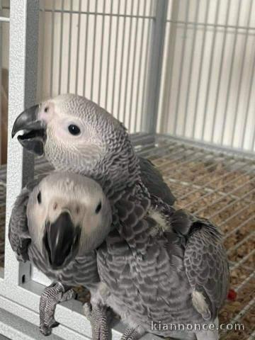 Adorable perroquet Gris du Gabon femelle, de propre élevage