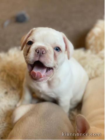 Magnifique bulldogs français en adoption