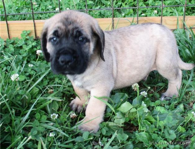 Adorables Chiots Mastiff a donner 