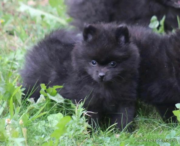 Chiot femelle loulou de Pomeranie à donner