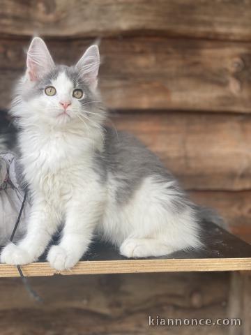 Maine Coon  chaton Loof 