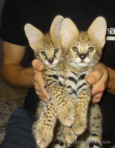 chatons serval , savannah et caracal 