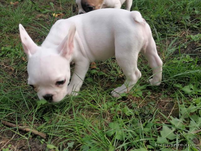 Bulldog français chiots à vendre