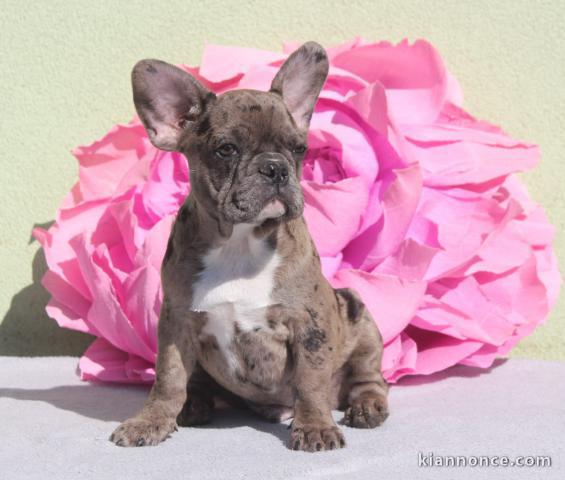 GARÇON BULLDOG FRANÇAIS MERLE