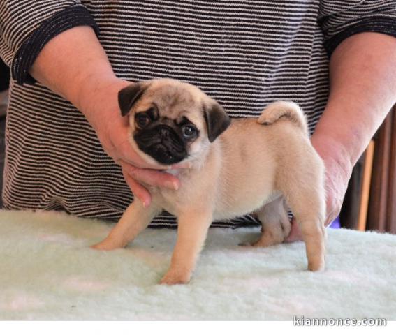 Magnifique et adorable chiot recherche famille d\