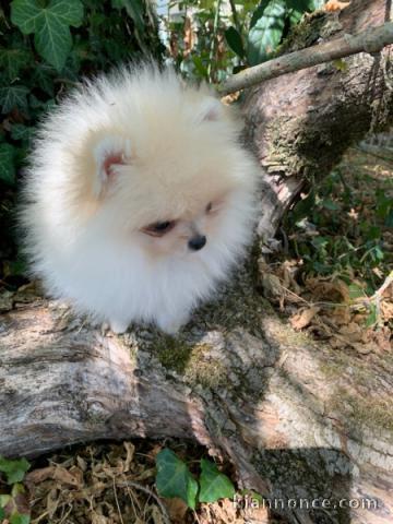 Superbes chiots spitz à adopter