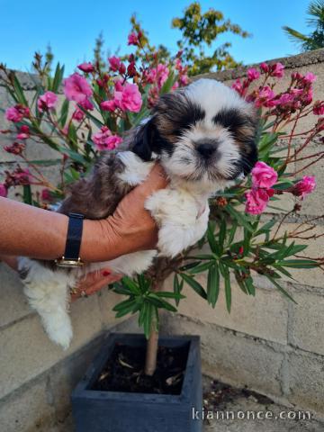 Chiots Shih Tzu à adopter