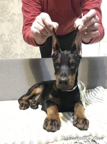 Dobermann chiots à vendre